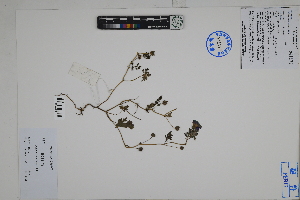  ( - Peru18352)  @11 [ ] CreativeCommons  Attribution Non-Commercial Share-Alike  Unspecified Herbarium of South China Botanical Garden