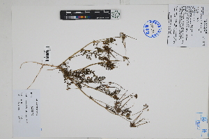  ( - Peru18354)  @11 [ ] CreativeCommons  Attribution Non-Commercial Share-Alike  Unspecified Herbarium of South China Botanical Garden