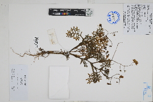  ( - Peru18358)  @11 [ ] CreativeCommons  Attribution Non-Commercial Share-Alike  Unspecified Herbarium of South China Botanical Garden