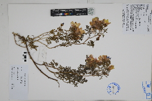  ( - Peru18361)  @11 [ ] CreativeCommons  Attribution Non-Commercial Share-Alike  Unspecified Herbarium of South China Botanical Garden