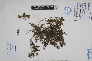  ( - Peru18364)  @11 [ ] CreativeCommons  Attribution Non-Commercial Share-Alike  Unspecified Herbarium of South China Botanical Garden