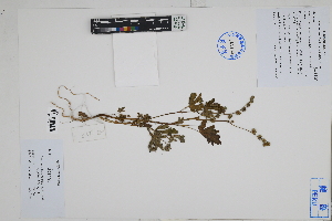  ( - Peru18367)  @11 [ ] CreativeCommons  Attribution Non-Commercial Share-Alike  Unspecified Herbarium of South China Botanical Garden