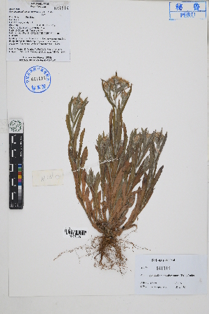  ( - Peru18379)  @11 [ ] CreativeCommons  Attribution Non-Commercial Share-Alike  Unspecified Herbarium of South China Botanical Garden