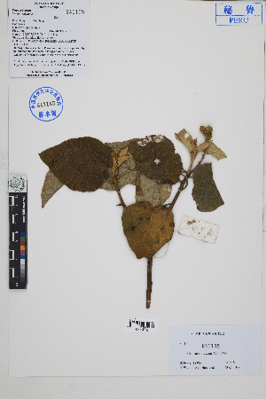 ( - Peru18385)  @11 [ ] CreativeCommons  Attribution Non-Commercial Share-Alike  Unspecified Herbarium of South China Botanical Garden