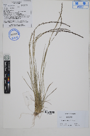  ( - Peru18386)  @11 [ ] CreativeCommons  Attribution Non-Commercial Share-Alike  Unspecified Herbarium of South China Botanical Garden
