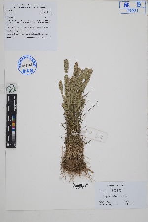  ( - Peru18387)  @11 [ ] CreativeCommons  Attribution Non-Commercial Share-Alike  Unspecified Herbarium of South China Botanical Garden