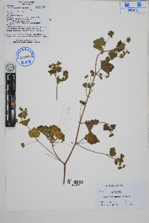  ( - Peru18388)  @11 [ ] CreativeCommons  Attribution Non-Commercial Share-Alike  Unspecified Herbarium of South China Botanical Garden