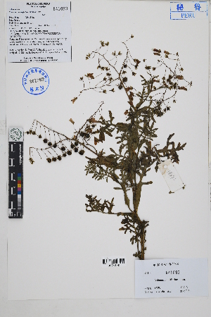  ( - Peru18392)  @11 [ ] CreativeCommons  Attribution Non-Commercial Share-Alike  Unspecified Herbarium of South China Botanical Garden
