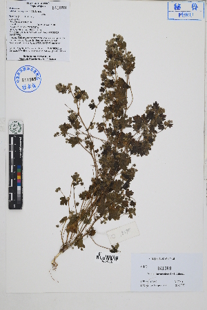  (Palaua inconspicua - Peru18395)  @11 [ ] CreativeCommons  Attribution Non-Commercial Share-Alike  Unspecified Herbarium of South China Botanical Garden