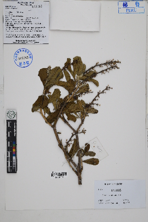  ( - Peru18397)  @11 [ ] CreativeCommons  Attribution Non-Commercial Share-Alike  Unspecified Herbarium of South China Botanical Garden