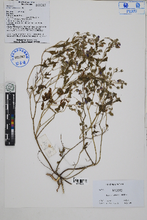  ( - Peru18398b)  @11 [ ] CreativeCommons  Attribution Non-Commercial Share-Alike  Unspecified Herbarium of South China Botanical Garden