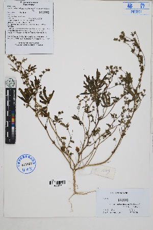  ( - Peru18399)  @11 [ ] CreativeCommons  Attribution Non-Commercial Share-Alike  Unspecified Herbarium of South China Botanical Garden