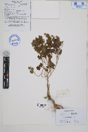  ( - Peru18401)  @11 [ ] CreativeCommons  Attribution Non-Commercial Share-Alike  Unspecified Herbarium of South China Botanical Garden