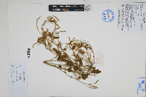  (Melilotus indicus - Peru18406)  @11 [ ] CreativeCommons  Attribution Non-Commercial Share-Alike  Unspecified Herbarium of South China Botanical Garden