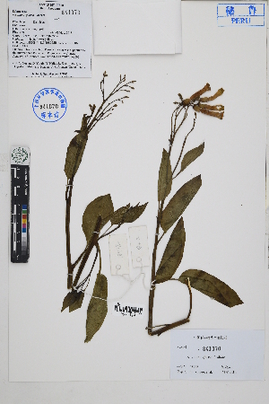  ( - Peru18412)  @11 [ ] CreativeCommons  Attribution Non-Commercial Share-Alike  Unspecified Herbarium of South China Botanical Garden