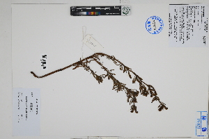  (Heliotropium curassavicum - Peru18423)  @11 [ ] CreativeCommons  Attribution Non-Commercial Share-Alike  Unspecified Herbarium of South China Botanical Garden