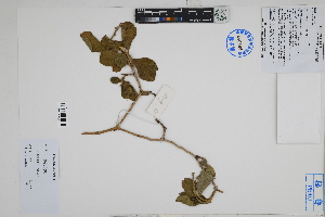  ( - Peru18429)  @11 [ ] CreativeCommons  Attribution Non-Commercial Share-Alike  Unspecified Herbarium of South China Botanical Garden