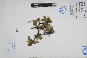  (Croton - Peru18448)  @11 [ ] CreativeCommons  Attribution Non-Commercial Share-Alike  Unspecified Herbarium of South China Botanical Garden