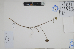  ( - Peru18456)  @11 [ ] CreativeCommons  Attribution Non-Commercial Share-Alike  Unspecified Herbarium of South China Botanical Garden