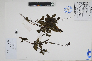  (Plumbago sp - Peru18480)  @11 [ ] CreativeCommons  Attribution Non-Commercial Share-Alike  Unspecified Herbarium of South China Botanical Garden
