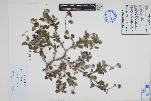  (Encelia canescens - Peru18482)  @11 [ ] CreativeCommons  Attribution Non-Commercial Share-Alike  Unspecified Herbarium of South China Botanical Garden