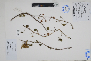  ( - Peru18483)  @11 [ ] CreativeCommons  Attribution Non-Commercial Share-Alike  Unspecified Herbarium of South China Botanical Garden