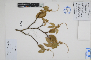 (Croton ruizianus - Peru18488)  @11 [ ] CreativeCommons  Attribution Non-Commercial Share-Alike  Unspecified Herbarium of South China Botanical Garden