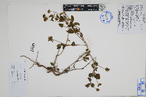  ( - Peru18490)  @11 [ ] CreativeCommons  Attribution Non-Commercial Share-Alike  Unspecified Herbarium of South China Botanical Garden