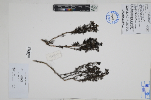  (Arcytophyllum - Peru18499)  @11 [ ] CreativeCommons  Attribution Non-Commercial Share-Alike  Unspecified Herbarium of South China Botanical Garden
