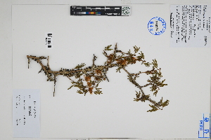 (Calliandra - Peru18507)  @11 [ ] CreativeCommons  Attribution Non-Commercial Share-Alike  Unspecified Herbarium of South China Botanical Garden