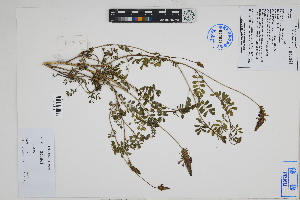  (Dalea sp - Peru18512)  @11 [ ] CreativeCommons  Attribution Non-Commercial Share-Alike  Unspecified Herbarium of South China Botanical Garden