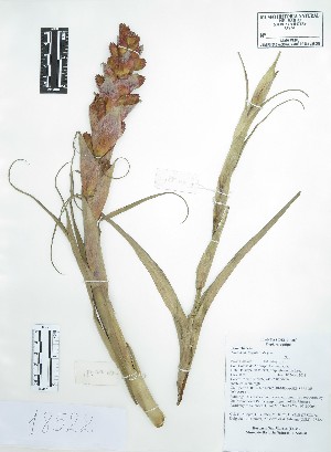  (Tillandsia latifolia - Peru18522)  @11 [ ] CreativeCommons  Attribution Non-Commercial Share-Alike  Unspecified Universidad Nacional Mayor de San Marcos, Museo de Historia Natural