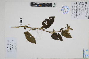  ( - Peru18524)  @11 [ ] CreativeCommons  Attribution Non-Commercial Share-Alike  Unspecified Herbarium of South China Botanical Garden
