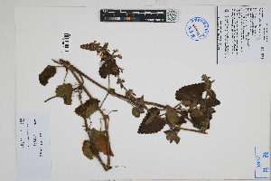  (Stachys peruviana - Peru18528)  @11 [ ] CreativeCommons  Attribution Non-Commercial Share-Alike  Unspecified Herbarium of South China Botanical Garden