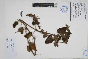  ( - Peru18528)  @11 [ ] CreativeCommons  Attribution Non-Commercial Share-Alike  Unspecified Herbarium of South China Botanical Garden