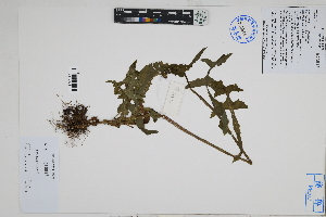  ( - Peru18536)  @11 [ ] CreativeCommons  Attribution Non-Commercial Share-Alike  Unspecified Herbarium of South China Botanical Garden