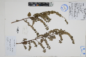  (Minthostachys - Peru18537)  @11 [ ] CreativeCommons  Attribution Non-Commercial Share-Alike  Unspecified Herbarium of South China Botanical Garden