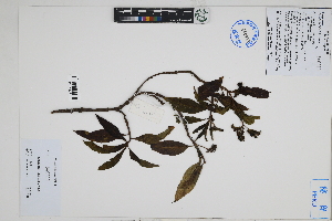  ( - Peru18538)  @11 [ ] CreativeCommons  Attribution Non-Commercial Share-Alike  Unspecified Herbarium of South China Botanical Garden