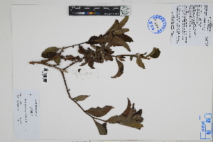  ( - Peru18539)  @11 [ ] CreativeCommons  Attribution Non-Commercial Share-Alike  Unspecified Herbarium of South China Botanical Garden