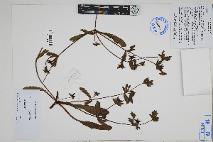  ( - Peru18545)  @11 [ ] CreativeCommons  Attribution Non-Commercial Share-Alike  Unspecified Herbarium of South China Botanical Garden