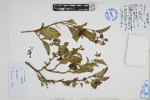  (Solanum furcatum - Peru18555)  @11 [ ] CreativeCommons  Attribution Non-Commercial Share-Alike  Unspecified Herbarium of South China Botanical Garden