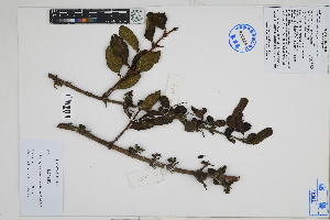  (Citharexylum flexuosum - Peru18557)  @11 [ ] CreativeCommons  Attribution Non-Commercial Share-Alike  Unspecified Herbarium of South China Botanical Garden