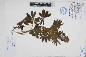  (Lupinus sp - Peru18559)  @11 [ ] CreativeCommons  Attribution Non-Commercial Share-Alike  Unspecified Herbarium of South China Botanical Garden