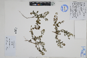 ( - Peru18572)  @11 [ ] CreativeCommons  Attribution Non-Commercial Share-Alike  Unspecified Herbarium of South China Botanical Garden
