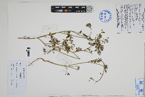  ( - Peru18581)  @11 [ ] CreativeCommons  Attribution Non-Commercial Share-Alike  Unspecified Herbarium of South China Botanical Garden