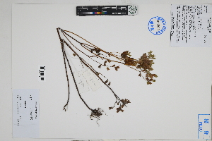  ( - Peru18582)  @11 [ ] CreativeCommons  Attribution Non-Commercial Share-Alike  Unspecified Herbarium of South China Botanical Garden