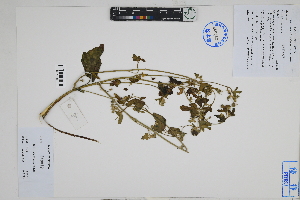  (Sida oligandra - Peru18584)  @11 [ ] CreativeCommons  Attribution Non-Commercial Share-Alike  Unspecified Herbarium of South China Botanical Garden