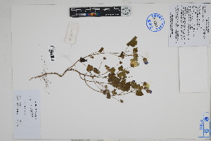  (Palaua weberbaueri - Peru18595)  @11 [ ] CreativeCommons  Attribution Non-Commercial Share-Alike  Unspecified Herbarium of South China Botanical Garden