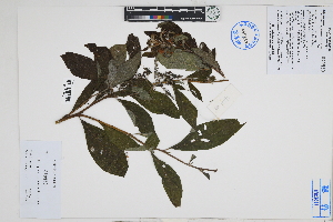  ( - Peru18598)  @11 [ ] CreativeCommons  Attribution Non-Commercial Share-Alike  Unspecified Herbarium of South China Botanical Garden