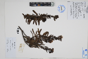  (Heliotropium krauseanum - Peru18627)  @11 [ ] CreativeCommons  Attribution Non-Commercial Share-Alike  Unspecified Herbarium of South China Botanical Garden